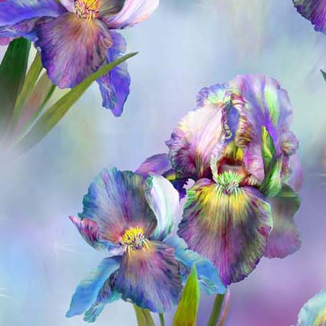 Rainbow Iris             